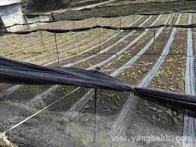 阳春三月，泸州银行助力叙永中药材产业突破发展，1000万贷款，泸州银行助叙永中药材企业开启新征程