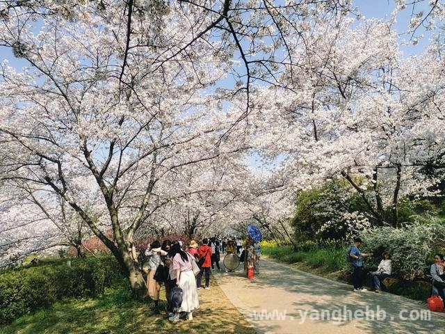浪漫春日，无锡国际赏樱周开启友好新篇