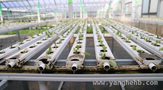 突破高原限制，科技让武警蔬菜种植不再是难题