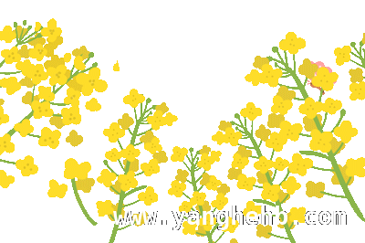 “春田花花”游园会：流量变留量，共筑乡村富裕梦