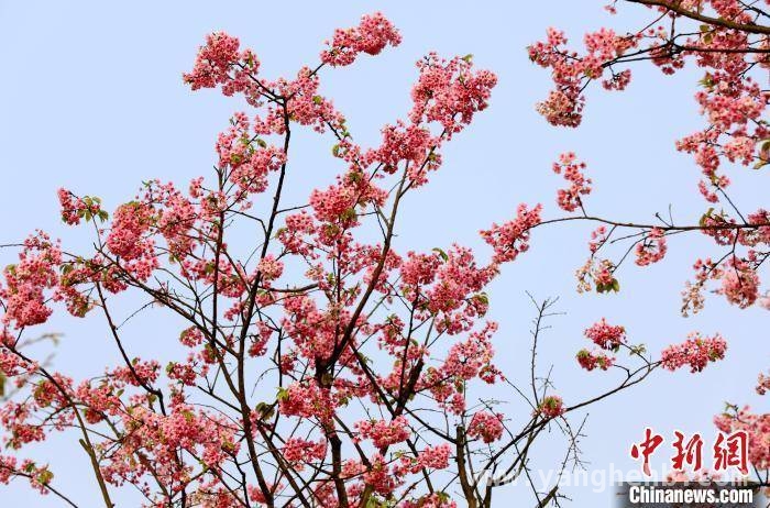 春日限定！广西三江樱花林美成画卷 樱花烂漫时，广西三江春日画卷正徐徐展开