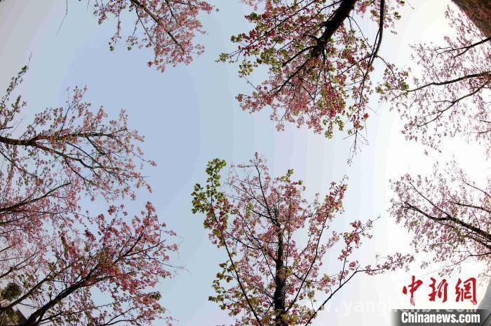 春日限定！广西三江樱花林美成画卷 樱花烂漫时，广西三江春日画卷正徐徐展开