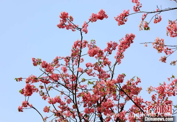 春日限定！广西三江樱花林美成画卷 樱花烂漫时，广西三江春日画卷正徐徐展开