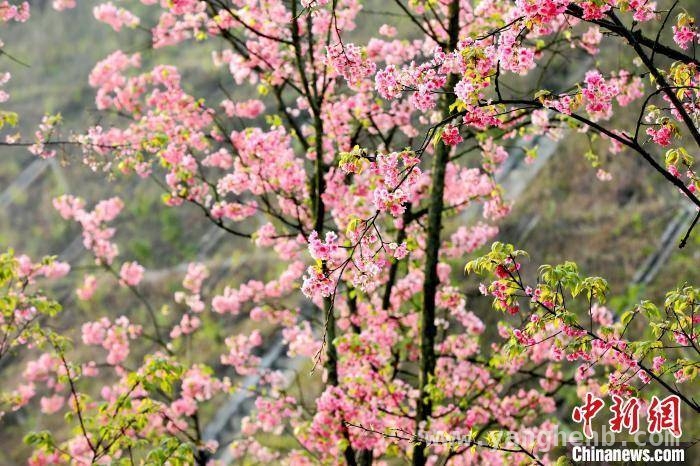 春日限定！广西三江樱花林美成画卷 樱花烂漫时，广西三江春日画卷正徐徐展开
