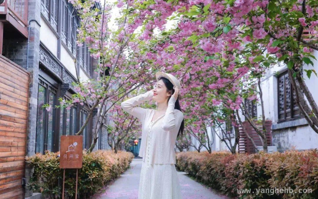 花开枣庄，开启绝美赏花之旅，枣庄赏花地图大揭秘，错过等一年