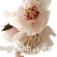 花开枣庄，开启绝美赏花之旅，枣庄赏花地图大揭秘，错过等一年