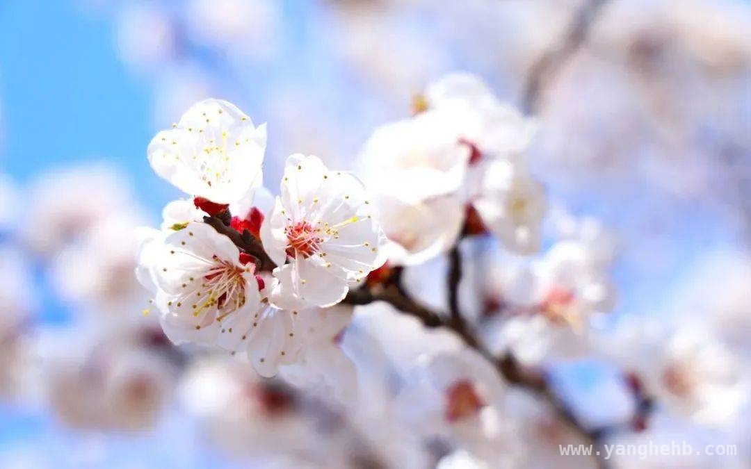 花开枣庄，开启绝美赏花之旅，枣庄赏花地图大揭秘，错过等一年