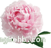 花开枣庄，开启绝美赏花之旅，枣庄赏花地图大揭秘，错过等一年
