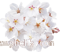 花开枣庄，开启绝美赏花之旅，枣庄赏花地图大揭秘，错过等一年