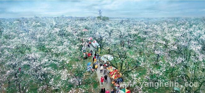4. 第30届砀山梨花节来袭，开启春日梦幻之旅！，5. 砀山梨花节盛大开场，共赴生态与产业的蓬勃之约！