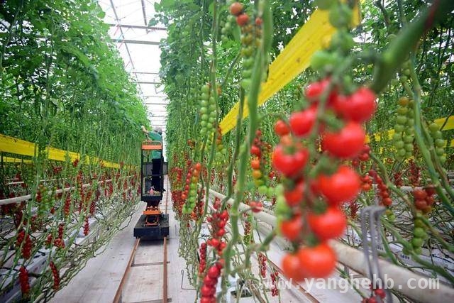 乡村振兴盛会在沪举行，凯盛浩丰案例闪耀其中