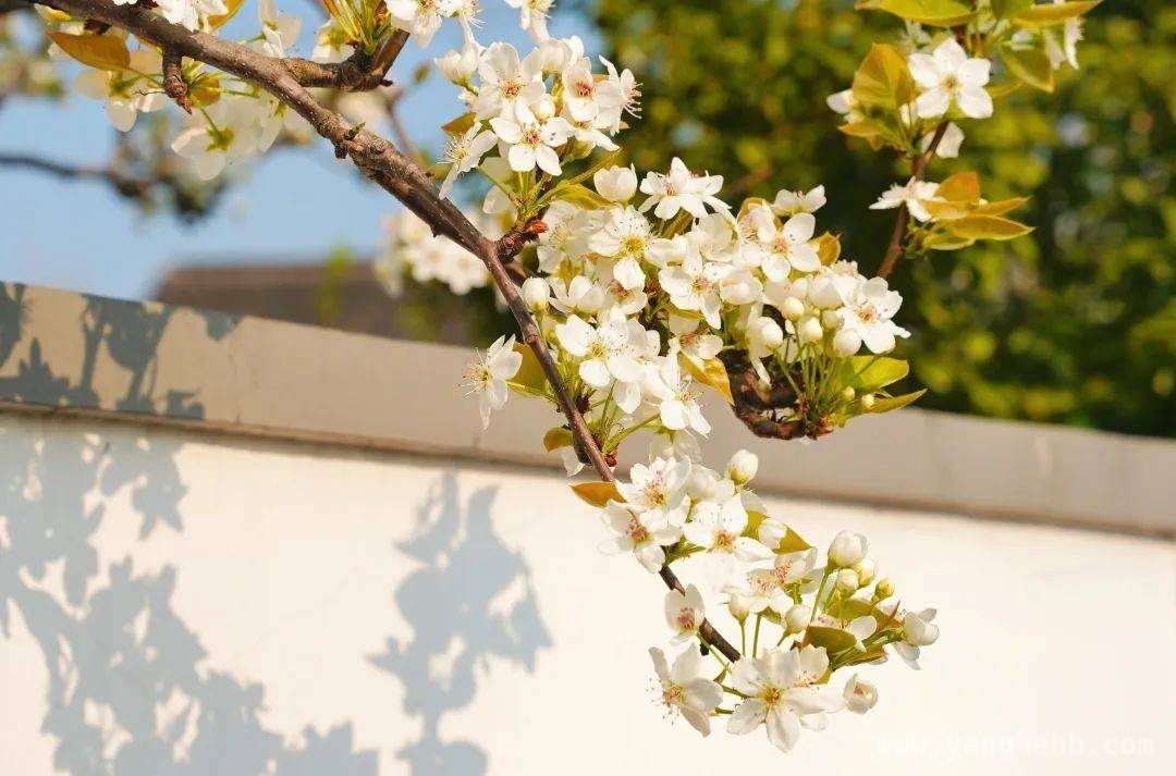 三月练塘，花“漾”乡村开启春日惊喜