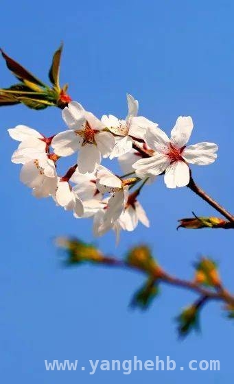 三月练塘，花“漾”乡村开启春日惊喜