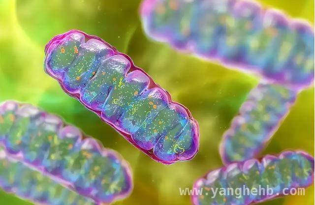 男性健康市场洗牌，天然制品陪他强或成新宠