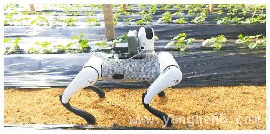 寿光农业新势力：新农人连接田间与直播，新农技引领未来，新主体共富全球，从寿光田间到世界餐桌：新农人、新农技、新主体书写农业传奇