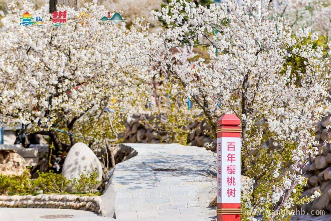 周末去青岛，赏花观展演出嗨不停！