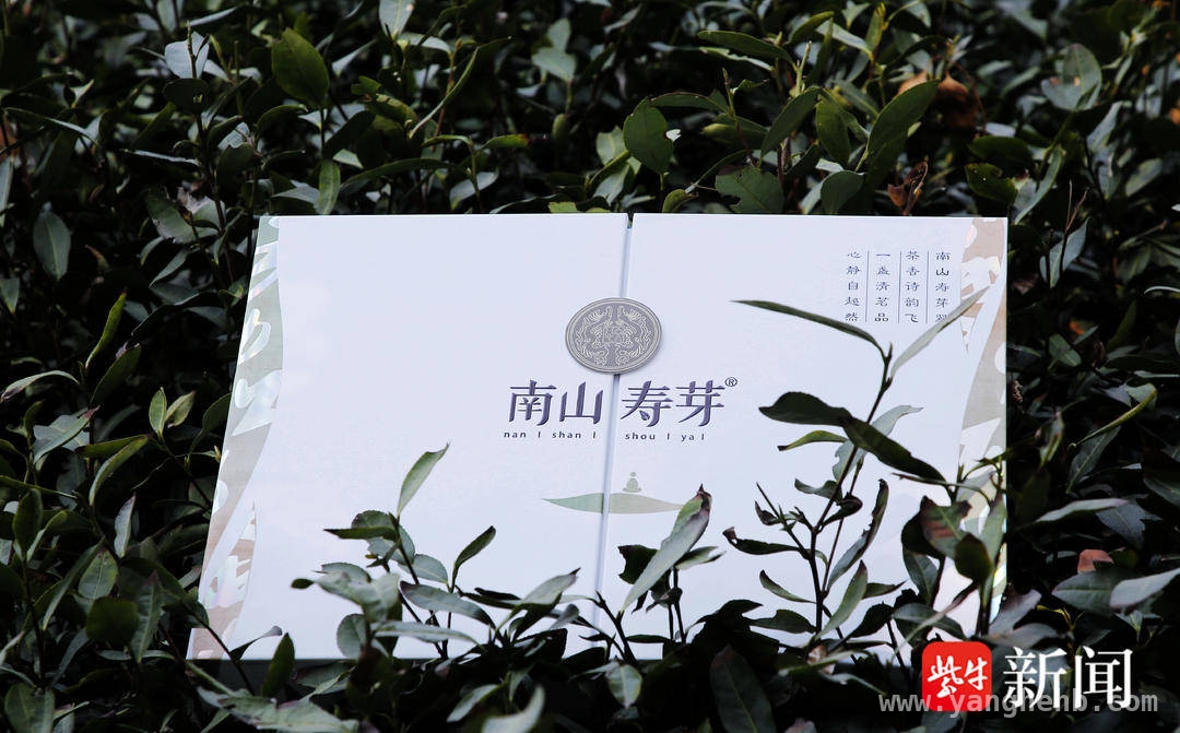 镇江南山茶场：明前茶开启茶旅新体验 春日茶香：镇江南山茶场的明前茶韵