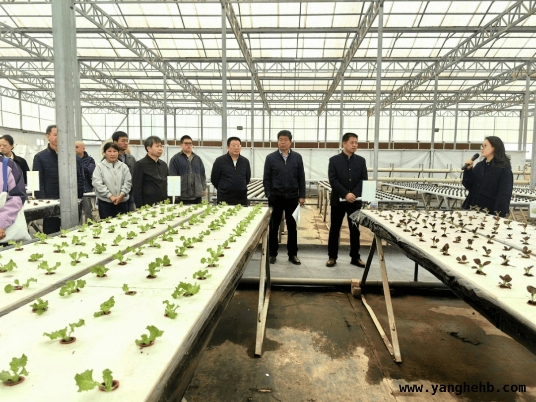 科技打通北京农业“最后一公里”，助力草莓产业升级，聚焦北京草莓观摩会：科技赋能农业增收之路