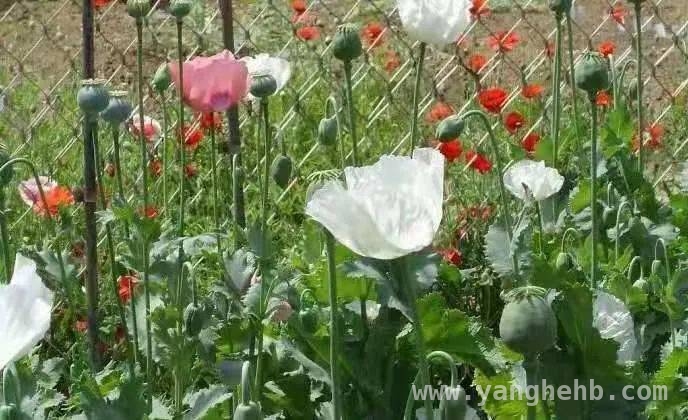 春季警惕：揭开毒品原植物的神秘面纱