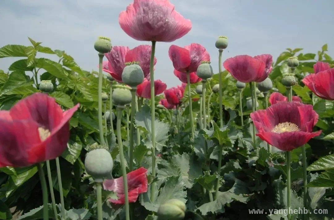 春季警惕：揭开毒品原植物的神秘面纱