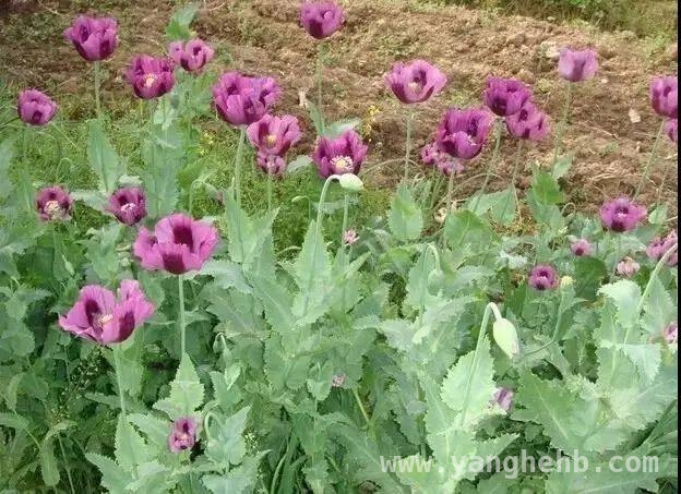 春季警惕：揭开毒品原植物的神秘面纱