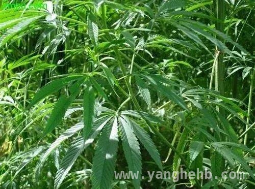 春季警惕：揭开毒品原植物的神秘面纱