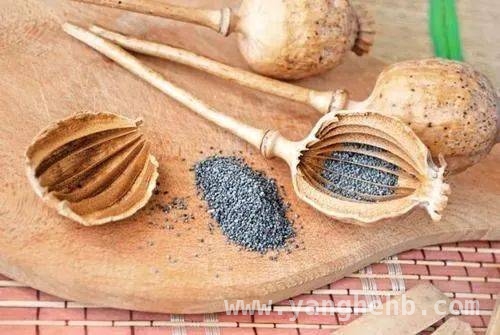 春季警惕：揭开毒品原植物的神秘面纱