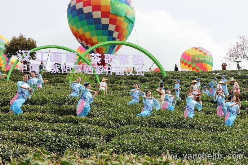 紫阳开园仪式，开启富硒茶乡特色之旅 探秘紫阳：开园活动邂逅千年茶文化