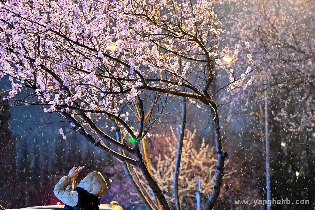 3月辽沈春雪邂逅桃花，浪漫美景点燃辽宁人诗情