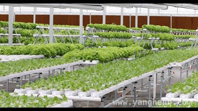 聚焦福建春耕：多管齐下保障农业生产新突破，福建春耕新景象：科技与模式助力农业焕发生机