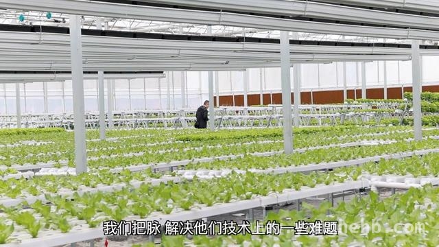 聚焦福建春耕：多管齐下保障农业生产新突破，福建春耕新景象：科技与模式助力农业焕发生机