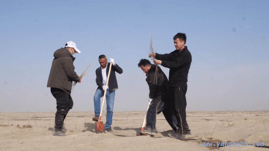 塔克拉玛干锁边工程：生态逆转与经济发展的双赢之路，阿克苏：三十余载治沙路，绿富同兴新征程