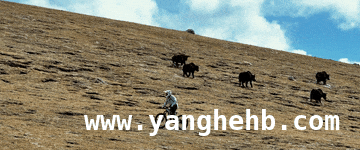 挣脱内向枷锁，旦增吉美在速降中寻得人生方向，旦增吉美：十年速降，用热爱书写骑行传奇