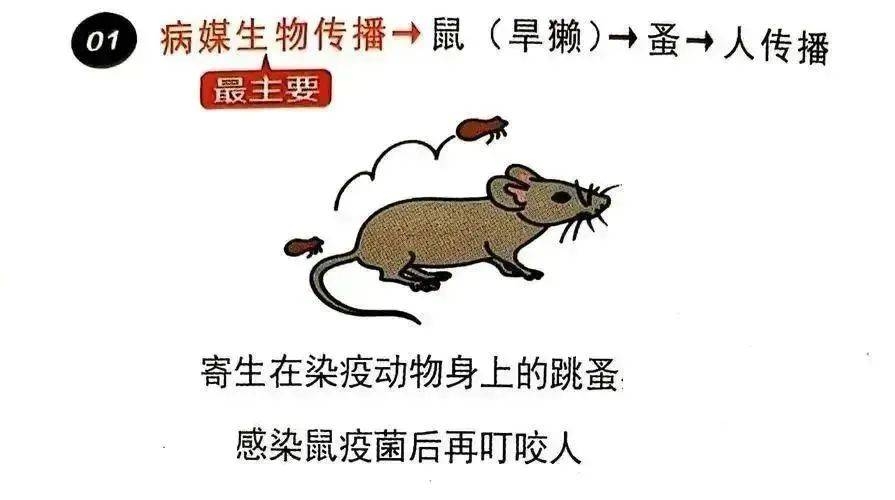 想养土拨鼠？先看看这些风险再说！，可爱土拨鼠，实则“萌宠刺客”！