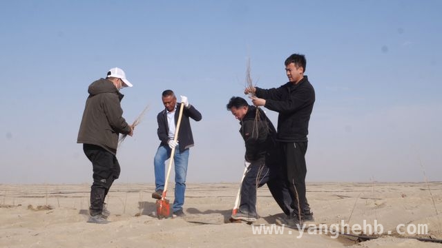 阿克苏：创新治沙模式，开启绿富同兴新篇章