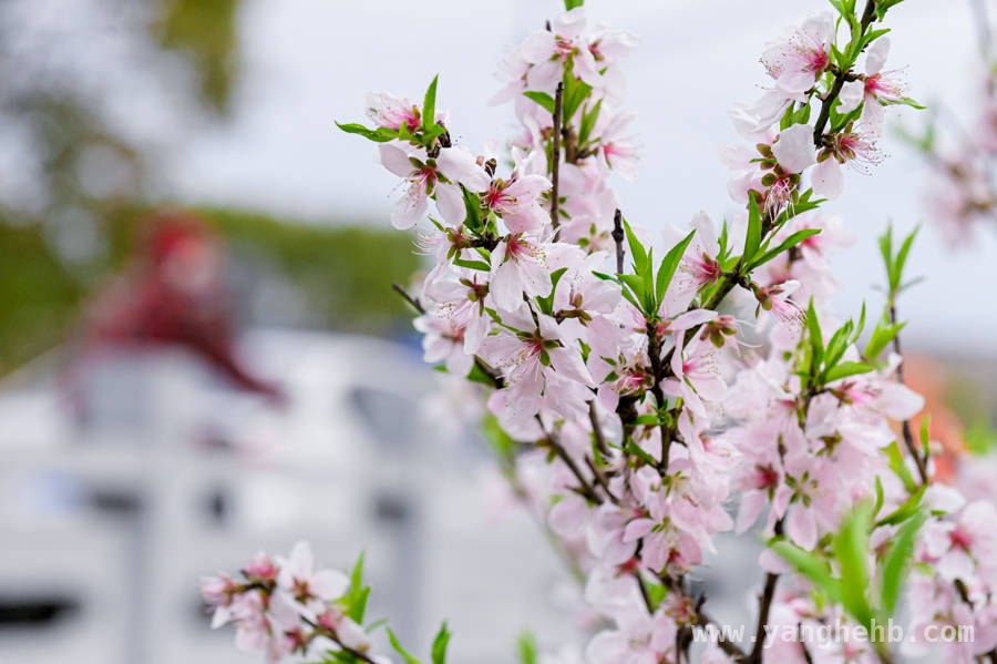 川沙桃花节：让乡村成为心中的“桃花源”，走进川沙桃花节，邂逅文艺与消费的春日盛宴