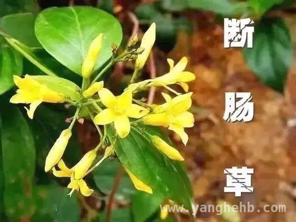 误食“断肠草”后果严重，这些预防急救知识要牢记！，清明时节，警惕“断肠草”夺命！