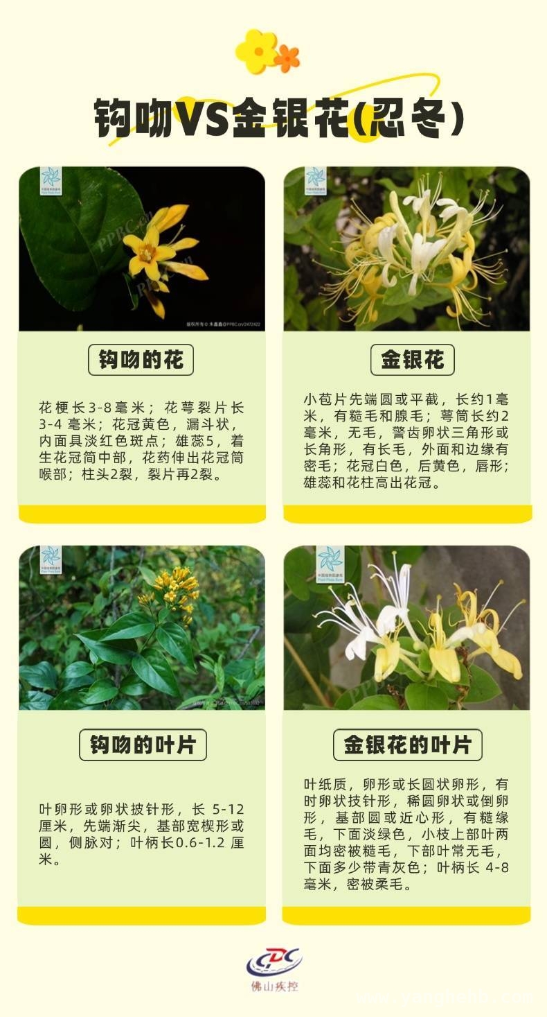 误食“断肠草”后果严重，这些预防急救知识要牢记！，清明时节，警惕“断肠草”夺命！