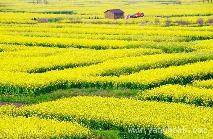淮安兴化双城游，红色与花海的浪漫邂逅