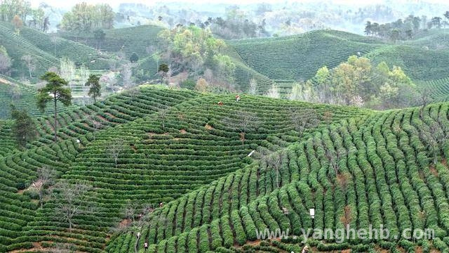 2025信阳春茶已少量开采，产业红利持续释放，2025信阳春茶开采，产量有望稳定增长