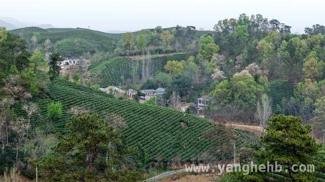 2025信阳春茶已少量开采，产业红利持续释放，2025信阳春茶开采，产量有望稳定增长