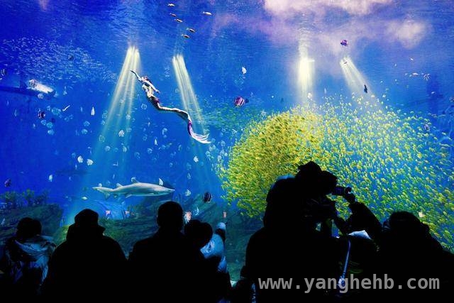 海洋相伴，温暖同行：郑州海昌海洋公园公益活动精彩纷呈，2025郑州海昌海洋公园公益月：与星星孩子共赴海洋之约