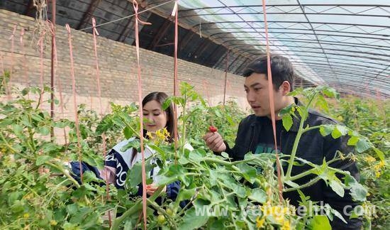 走进麦盖提，感受圣女果丰收带来的乡村巨变，麦盖提圣女果“红”了，乡村振兴路“宽”了