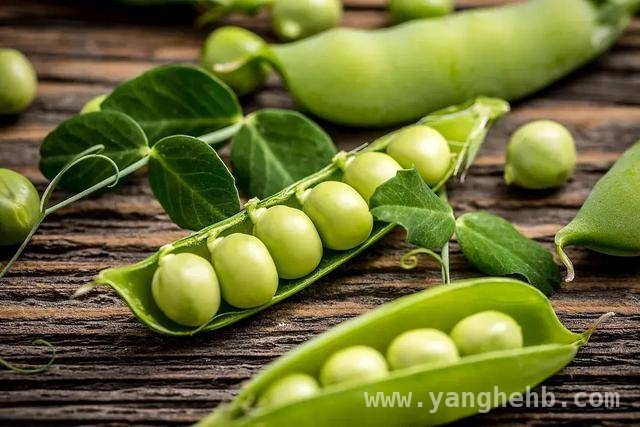 鲜豌豆的益处大揭秘，你吃对了吗？ 鲜豌豆：心血管的保护神、免疫力的调节者