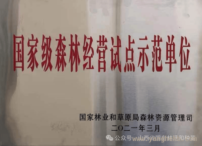 聚焦山西中村林场：良种先行，为生态安全添砖加瓦 山西中村林场：从“扩绿”到示范，引领林业新征程
