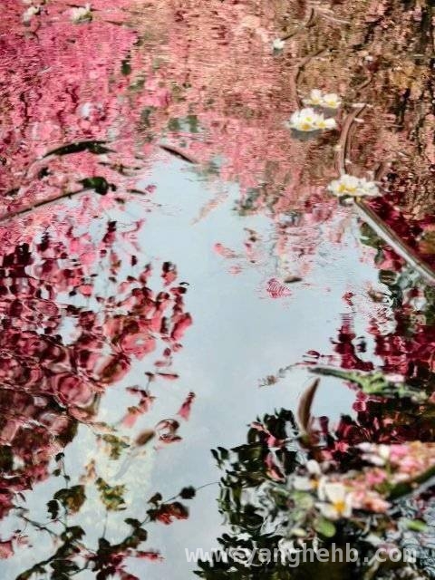 邂逅云南丰泽源植物园，赴一场春日浪漫之约，丰泽源：现实版“莫奈花园”，错过等一年！