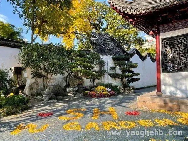 法治春风吹，黄浦古树名木开启全周期“生命呵护”，古树名木焕新颜，黄浦奏响绿色保护新乐章
