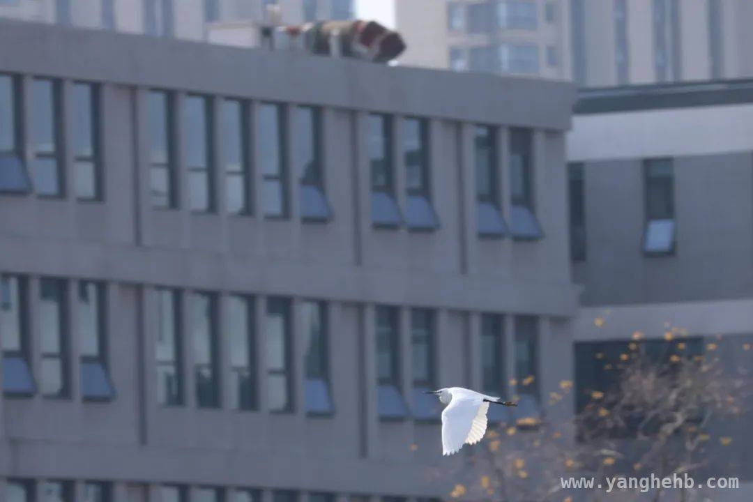 合职院：邂逅校园里的鸟类精灵