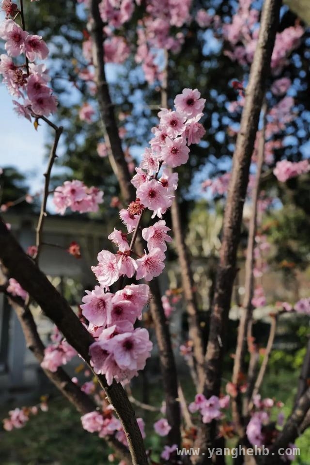 春日花卉大赏，惊艳你的眼眸，春花烂漫时，开启赏花之旅