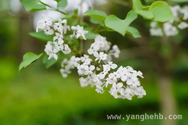 春日花卉大赏，惊艳你的眼眸，春花烂漫时，开启赏花之旅
